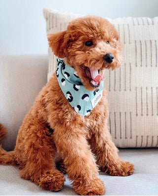 The Paws - Little Pistachio Bandana | Henlo Pets