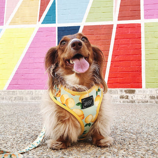 Sassy Woof Adjustable Harness - Main Squeeze | Henlo Pets