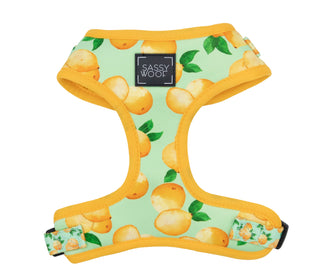 Sassy Woof Adjustable Harness - Main Squeeze | Henlo Pets