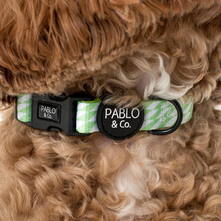 Pablo & Co Lime Check Check Dog Collar | Henlo Pets