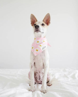 The Paws - Pink Daisy Chains | Henlo Pets