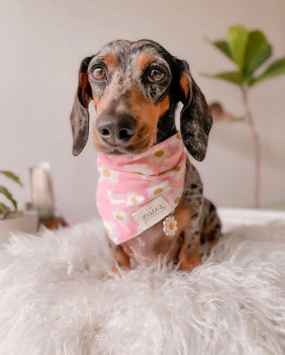 The Paws - Pink Daisy Chains | Henlo Pets