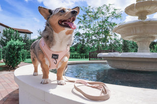 Sassy Woof Adjustable Harness - Pinot | Henlo Pets