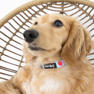 Sassy Woof Collar - I Woof You Berry Much | Henlo Pets