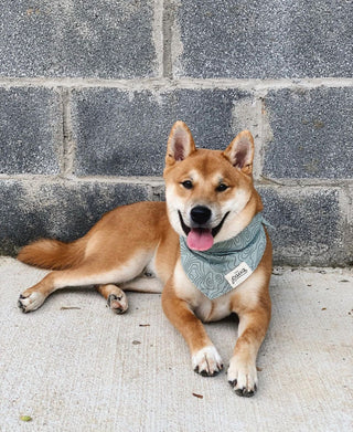 The Paws - Trail Bandana | Henlo Pets