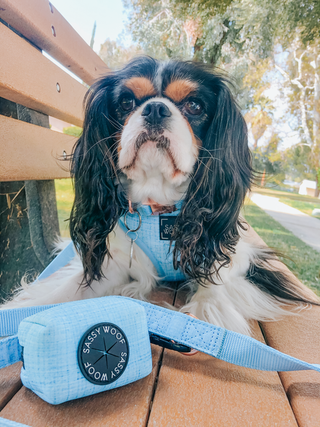 Sassy Woof Leash - Blumond | Henlo Pets