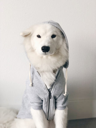Ellie Dog Wear Dog Hoodie Light Grey | Henlo Pets