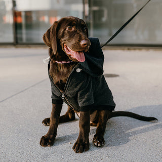 Ellie Dog Wear Dog Hoodie Charcoal Black | Henlo Pets