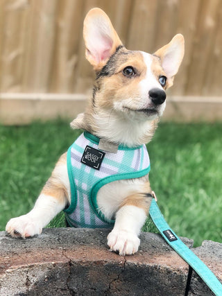 Sassy Woof Reversible Harness - Wag Your Teal | Henlo Pets