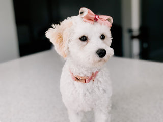 Sassy Woof Collar - Dolce Rose | Henlo Pets