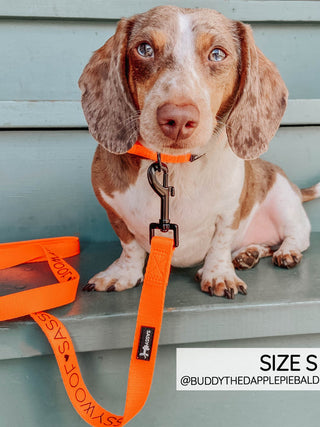 Sassy Woof Collar - Neon Orange | Henlo Pets