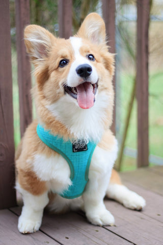 Sassy Woof Reversible Harness - Wag Your Teal | Henlo Pets
