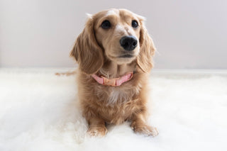Sassy Woof Collar - Dolce Rose | Henlo Pets