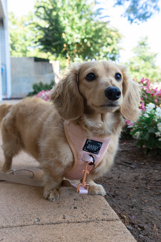 Sassy Woof Adjustable Harness - Pinot | Henlo Pets