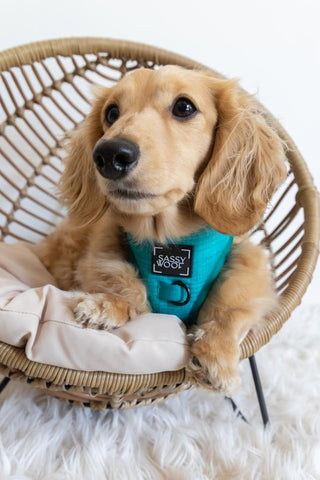 Sassy Woof Adjustable Harness - Napa | Henlo Pets