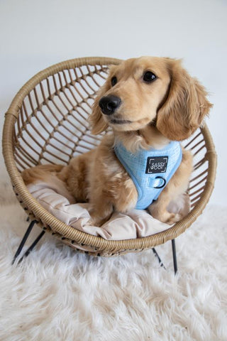 Sassy Woof Adjustable Harness - Blumond | Henlo Pets