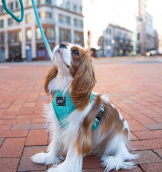 Sassy Woof Reversible Harness - Wag Your Teal | Henlo Pets