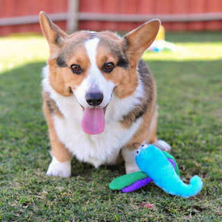 Zippy Paws - Crinkle Dragonfly | Henlo Pets