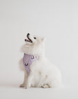 Peachy Dogs Lilac Classic 2.0 Harness - Henlo Pets