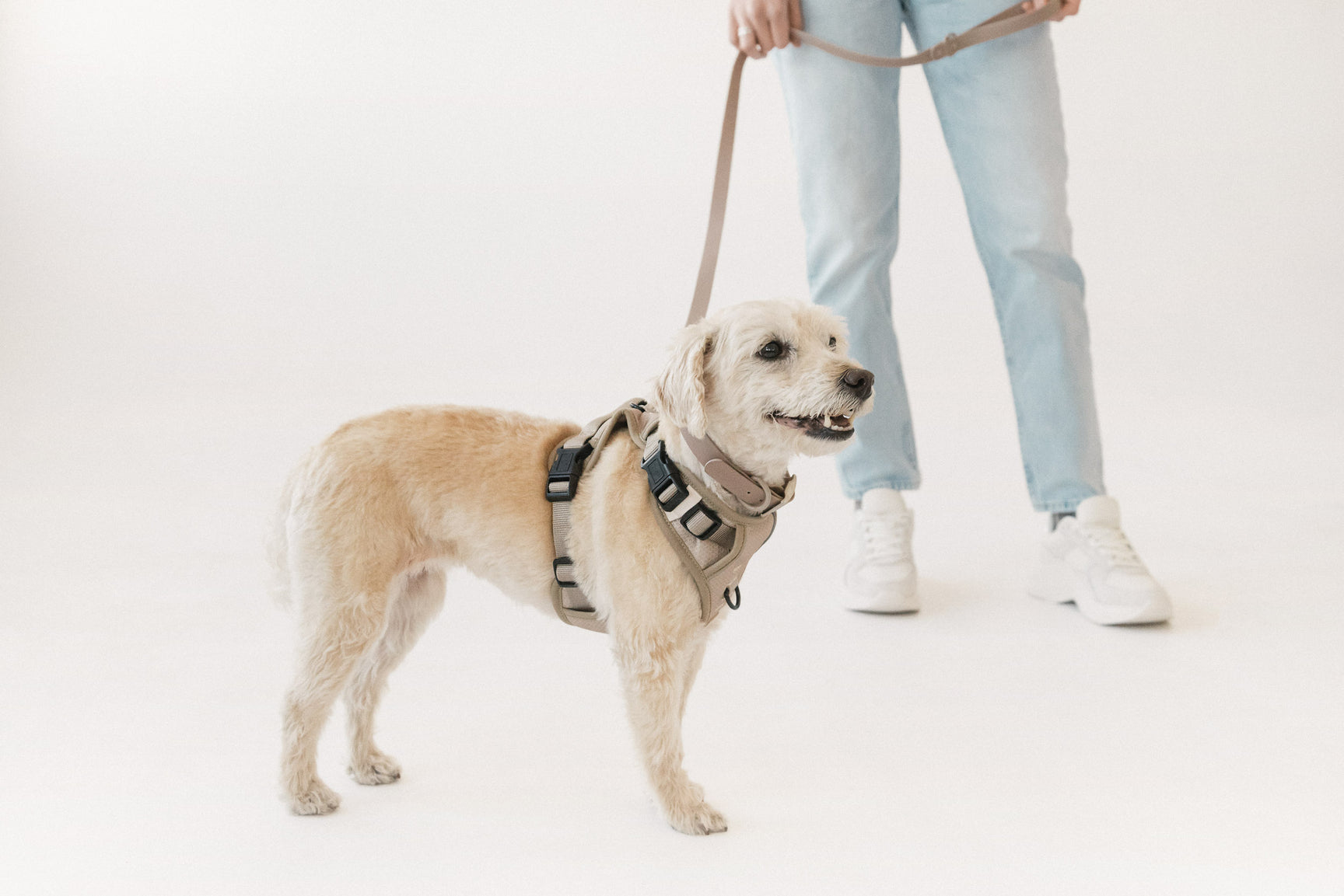 Peachy Dogs Oat Milk Classic 2.0 Harness - Henlo Pets