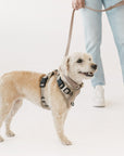 Peachy Dogs Oat Milk Classic 2.0 Harness - Henlo Pets