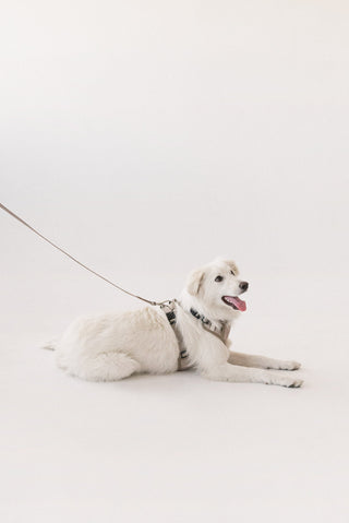 Peachy Dogs Oat Milk Classic 2.0 Harness - Henlo Pets