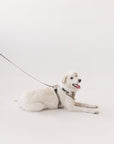 Peachy Dogs Oat Milk Classic 2.0 Harness - Henlo Pets