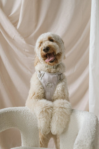 Peachy Dogs Oat Milk Classic 2.0 Dog Harness - Henlo Pets