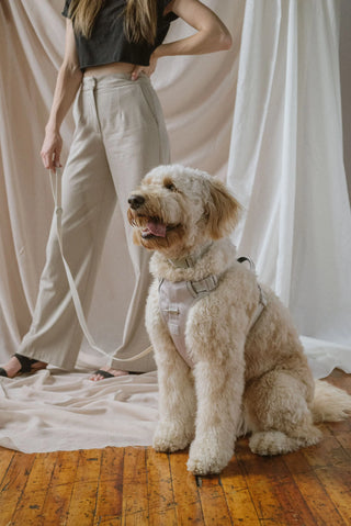 Peachy Dogs Oat Milk Classic 2.0 Dog Harness - Henlo Pets