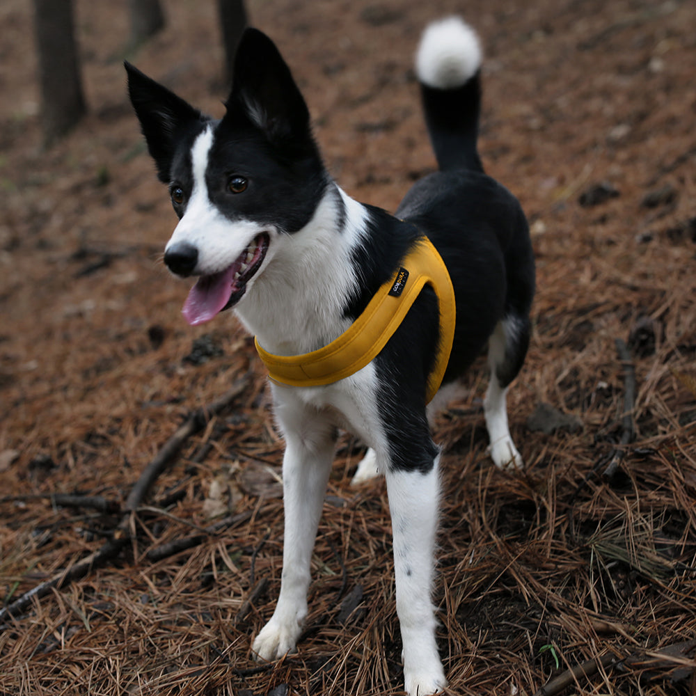 Charlie&#39;s Backyard - Town Cordura® Harness Yellow - Henlo Pets