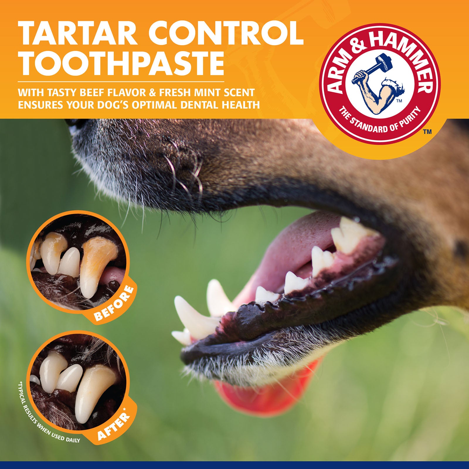 Arm &amp; Hammer™ Tartar Control Enzymatic Toothpaste for Dogs - Beef - Henlo Pets