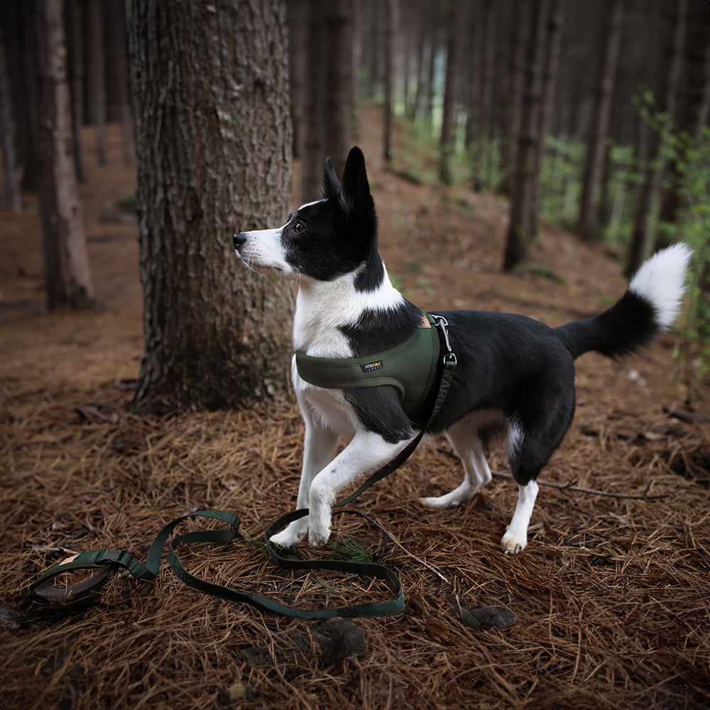 Charlie&#39;s Backyard - Town Cordura® Harness Khaki - Henlo Pets