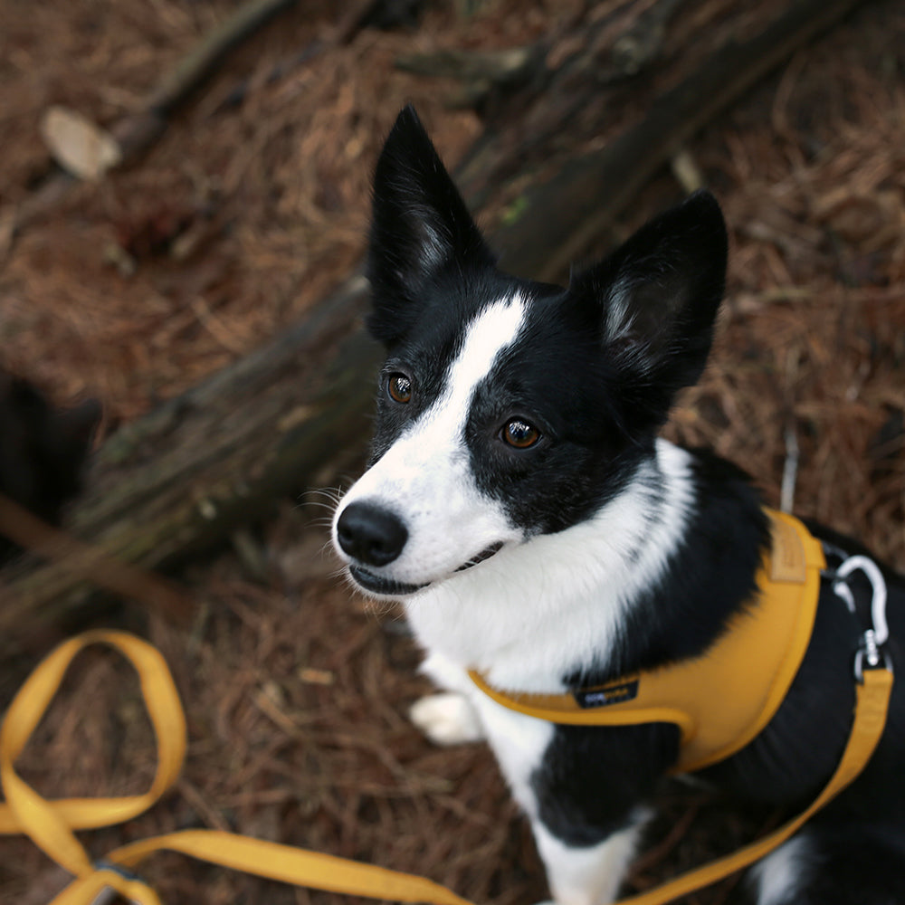 Charlie&#39;s Backyard - Town Cordura® Harness Yellow - Henlo Pets