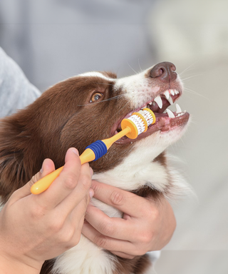 Arm & Hammer Fresh Spectrum 360 Toothbrush - Henlo Pets