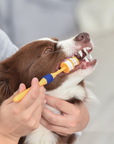 Arm & Hammer Fresh Spectrum 360 Toothbrush - Henlo Pets