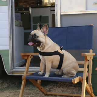 Charlie's Backyard - Buckle Up Easy Harness Black - Henlo Pets