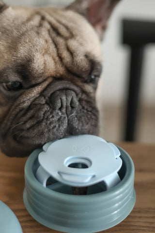 Lunoji Pebble Slow Feeder & Treat Dispenser | Henlo Pets