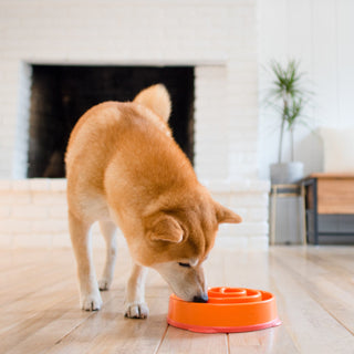 Outward Hound Fun Feeder Slo Bowl Orange Coral Maze Dog Bowl - Henlo Pets