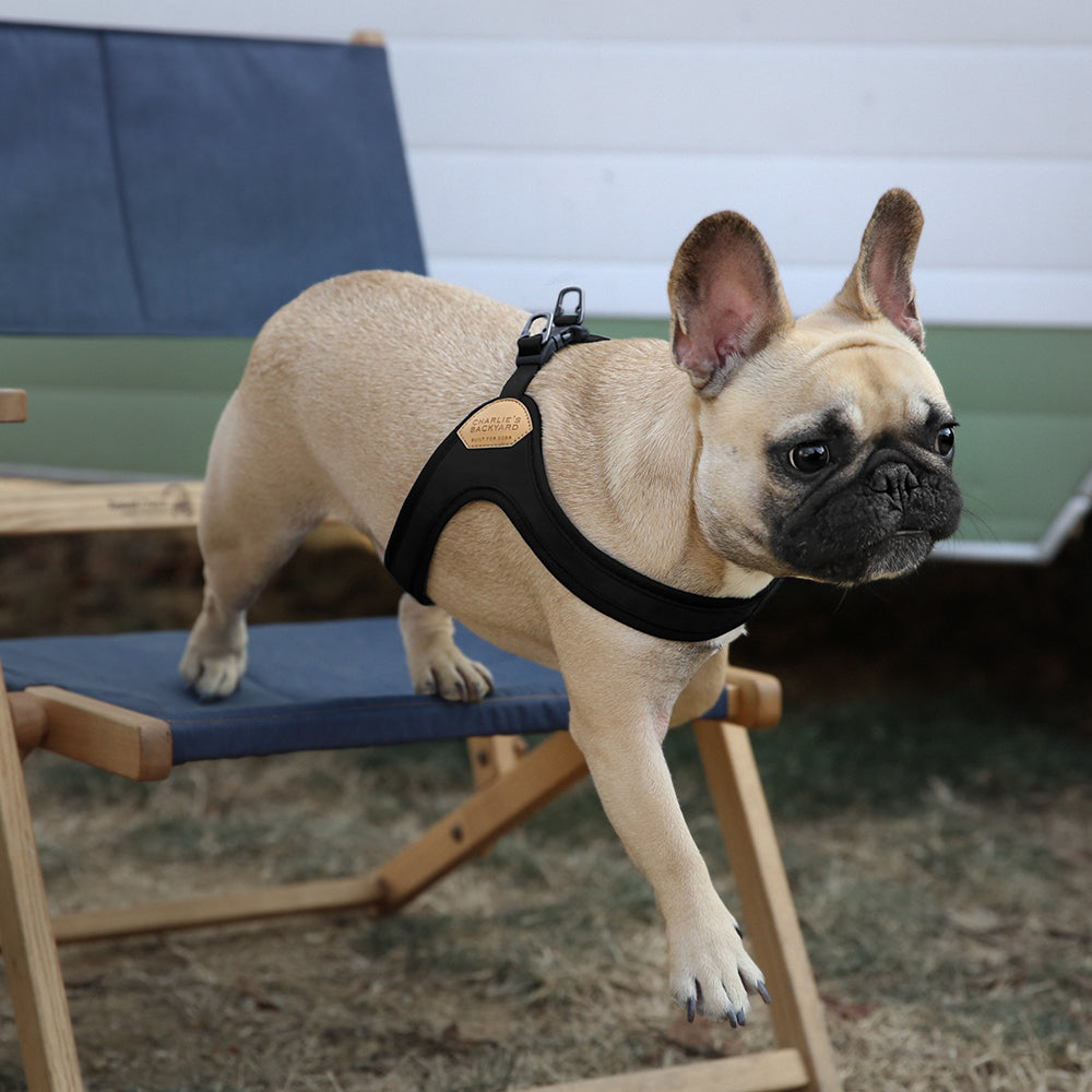 Charlie's Backyard - Buckle Up Easy Harness Black - Henlo Pets