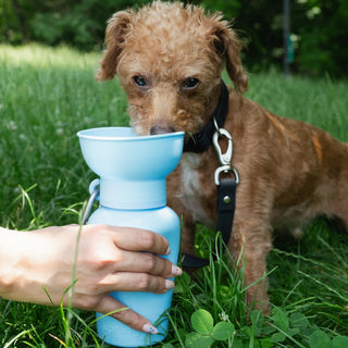 Springer Pets Flip Dog Travel Water Bottle