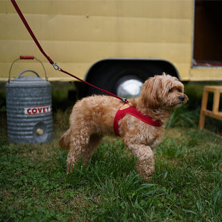 Charlie's Backyard - Adjustable Easy Harness Red - Henlo Pets