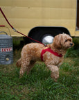 Charlie's Backyard - Adjustable Easy Harness Red - Henlo Pets