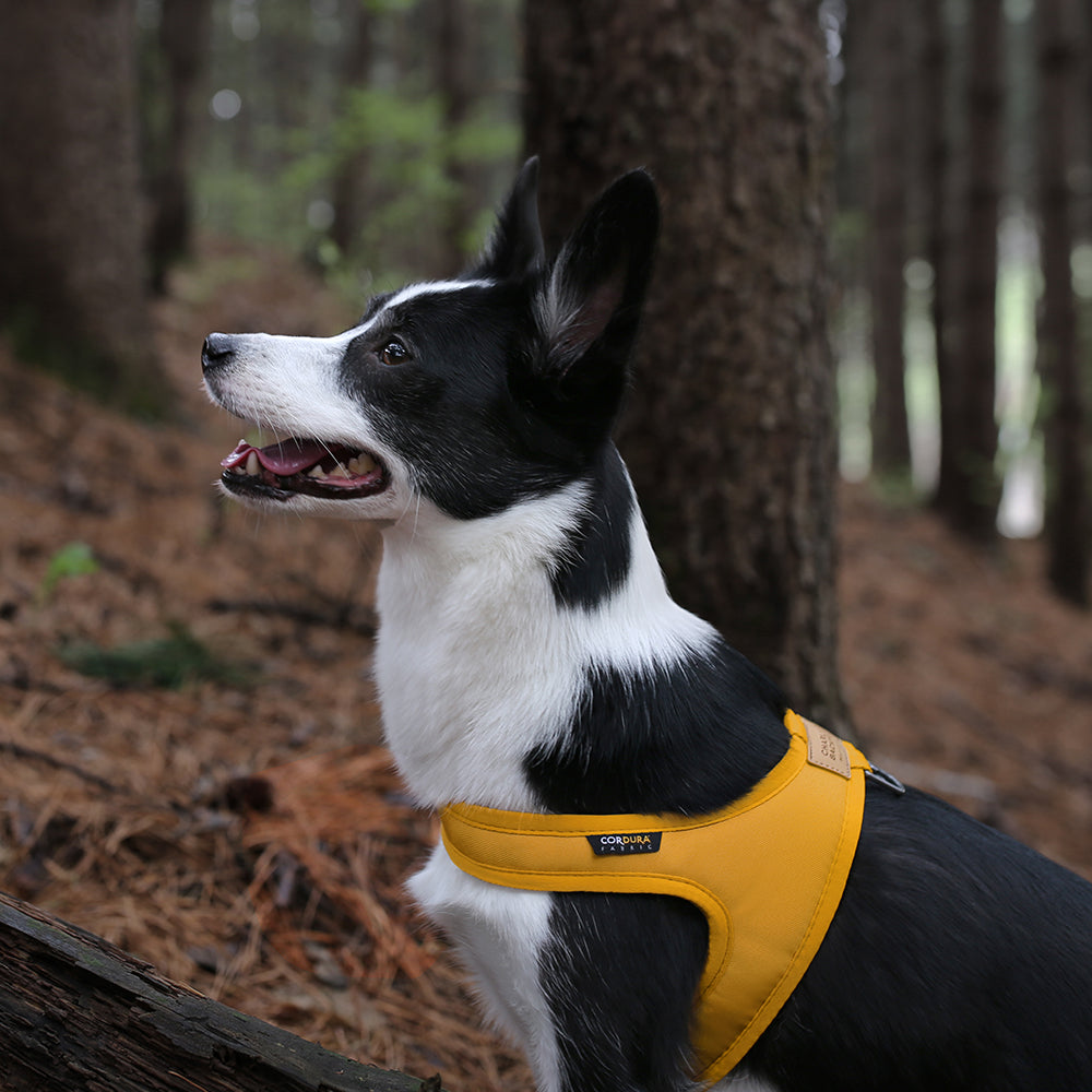 Charlie&#39;s Backyard - Town Cordura® Harness Yellow - Henlo Pets