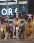 Laroo Nut Blinker LED Safety Light - Pink - Henlo Pets
