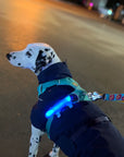 Laroo Crocodile Blinker LED Safety Band - Blue - Henlo Pets