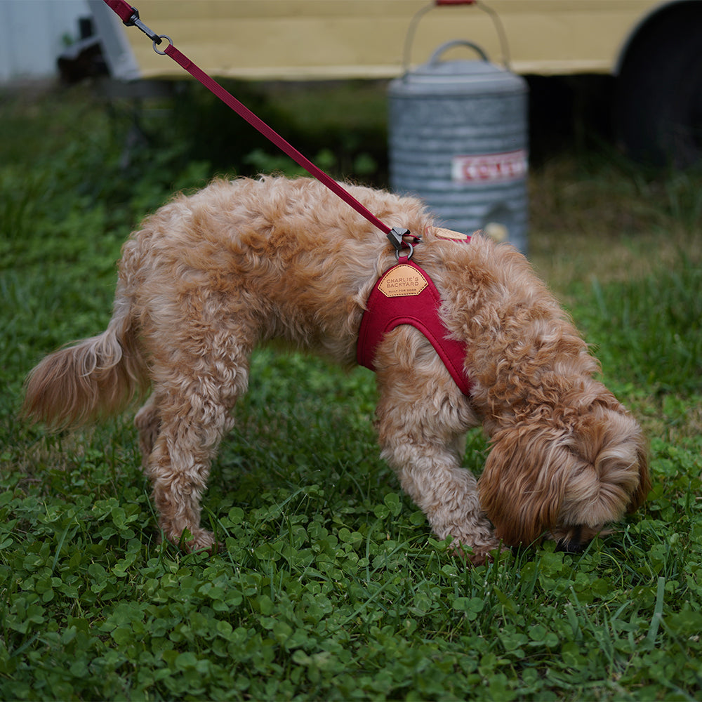 Charlie's Backyard - Adjustable Easy Harness Red - Henlo Pets