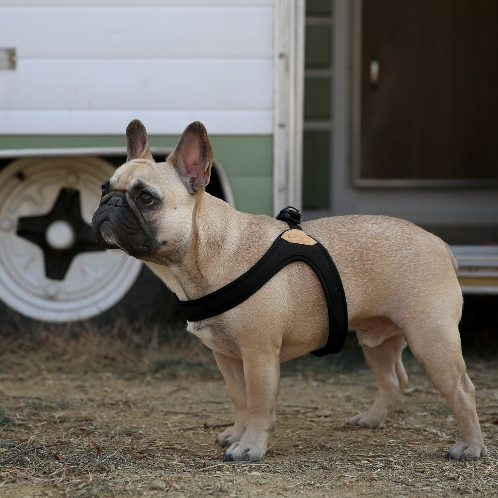 Charlie&#39;s Backyard - Buckle Up Easy Harness Black - Henlo Pets