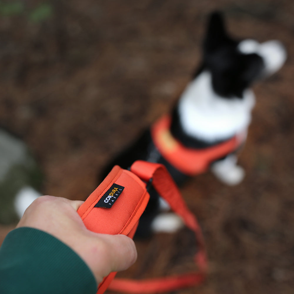 Charlie&#39;s Backyard - Town Cordura® Leash Orange - Henlo Pets