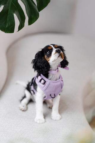 Peachy Dogs Lilac Classic 2.0 Harness - Henlo Pets