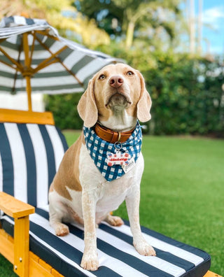 The Paws - Classic Blue Check Bandana - Henlo Pets